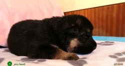 Štěňata německého ovčáka s průkazem původu