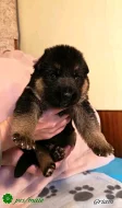 Štěňata německého ovčáka s průkazem původu