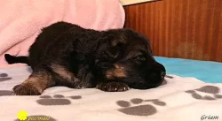 Štěňata německého ovčáka s průkazem původu
