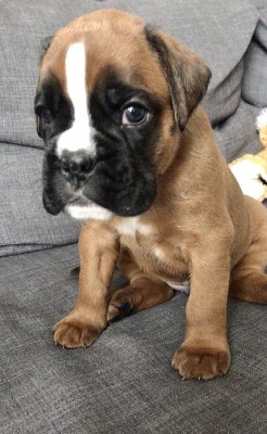 Německý boxer