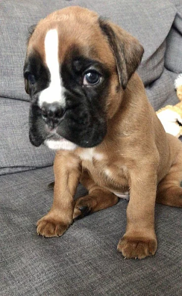 Německý boxer