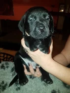 Štěňátka labradorského retrievers