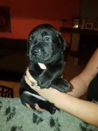 Štěňátka labradorského retrievers