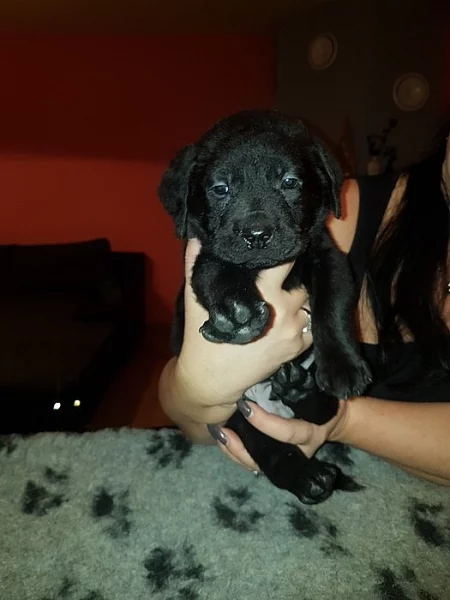 Štěňátka labradorského retrievers