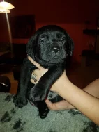 Štěňátka labradorského retrievers