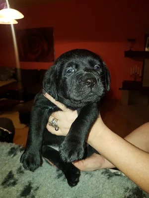 Štěňátka labradorského retrievers
