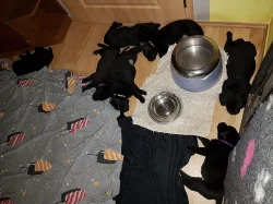 Štěňátka labradorského retrievers
