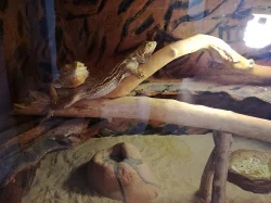 Agamy vousaté + terarium