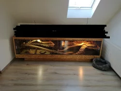 Agamy vousaté + terarium