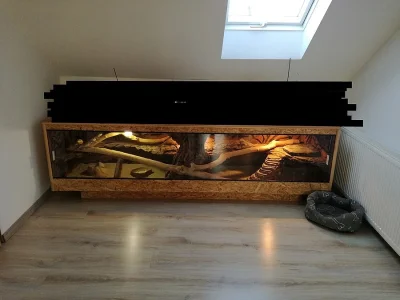 Agamy vousaté + terarium