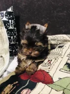 Yorkshire Terrier - čokoládový PP