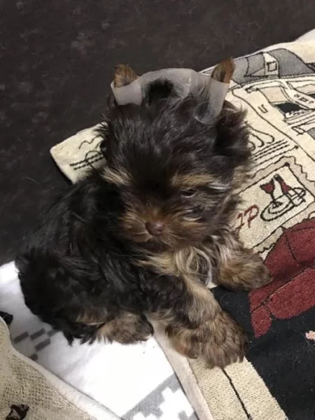 Yorkshire Terrier - čokoládový PP