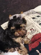 Yorkshire Terrier - čokoládový PP