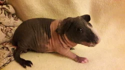 SKINNY MORČE
