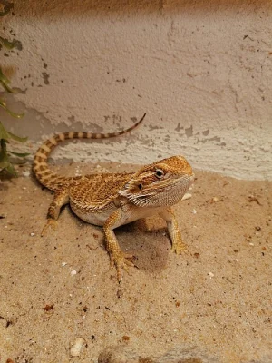 Agama vousata