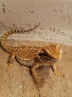 Agama vousata