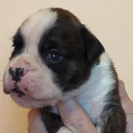 Boxer s PP