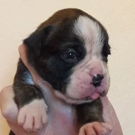Boxer s PP