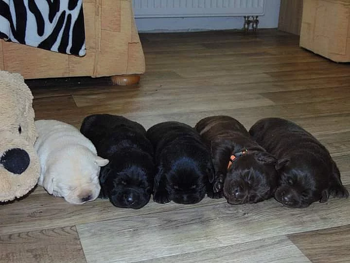 Štěňata labradora s PP