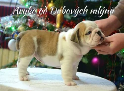 Anglický buldog s PP