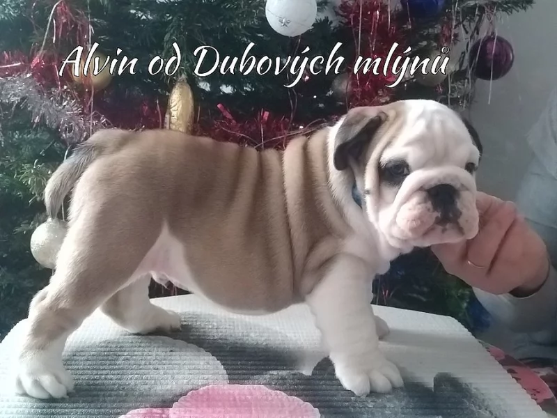 Anglický buldog s PP