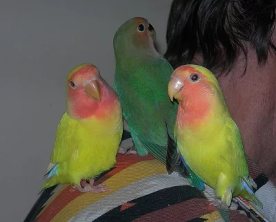Agapornis růžohrdlý