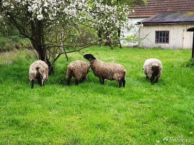 Ovce suffolk