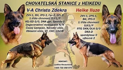 Německý ovčák s PP