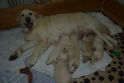 Zlatý retrívr nabídka štěňátek