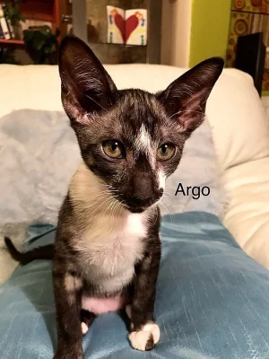 PETERBALD ( Peterburský sphynx)