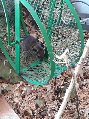 Prodám mláďata osmáka degu