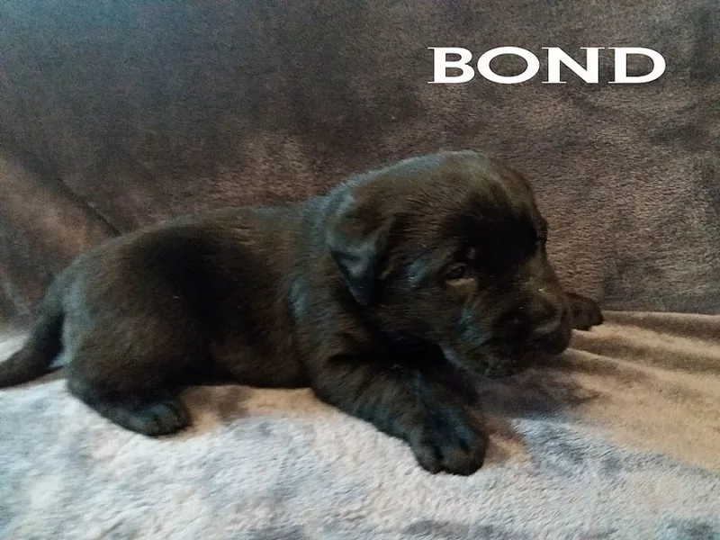 štěňata Labradora s PP