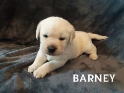 štěňata Labradora s PP