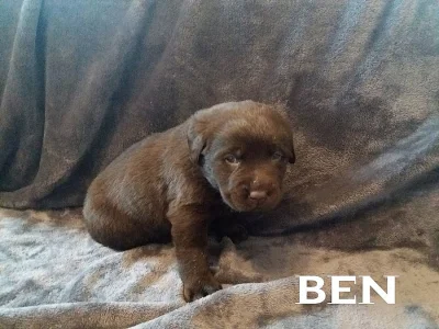štěňata Labradora s PP