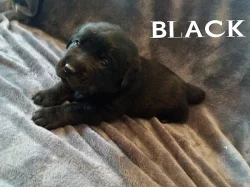 štěňata Labradora s PP