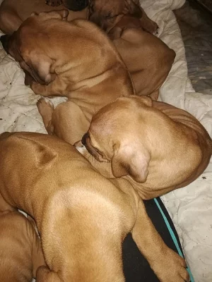 Rhodéský ridgeback