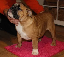 Anglický buldok s PP