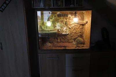 Prodám agamu a kompletně vybavené terárium