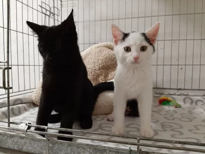 Dvouhlavý kočičí gang netrpělivě vyhlíží nové páníčky