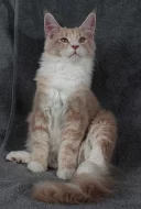 Mainská mývalí koťata s PP na mazlíčky i do chovu