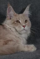 Mainská mývalí koťata s PP na mazlíčky i do chovu