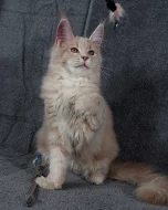 Mainská mývalí koťata s PP na mazlíčky i do chovu