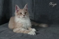 Mainská mývalí koťata s PP na mazlíčky i do chovu