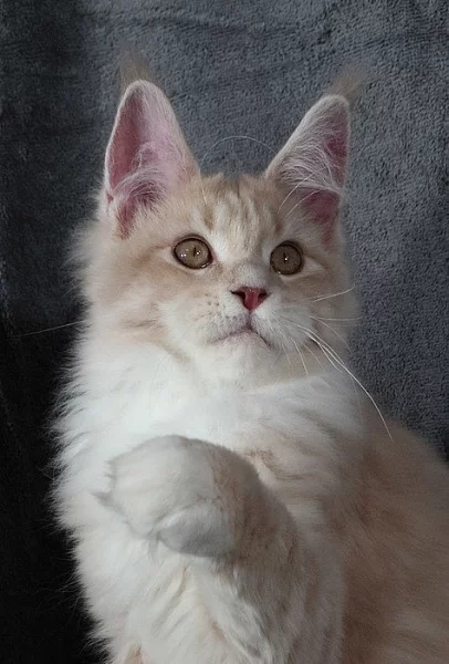 Mainská mývalí koťata s PP na mazlíčky i do chovu