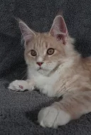 Mainská mývalí koťata s PP na mazlíčky i do chovu