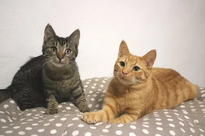 Vyhlášená kotěcí krasavice Linda hledá nej domov