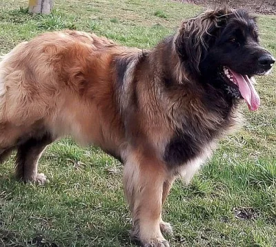 Leonberger s PP