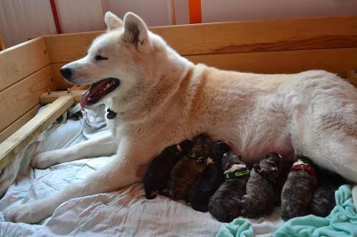 Štěňata Akita inu s PP