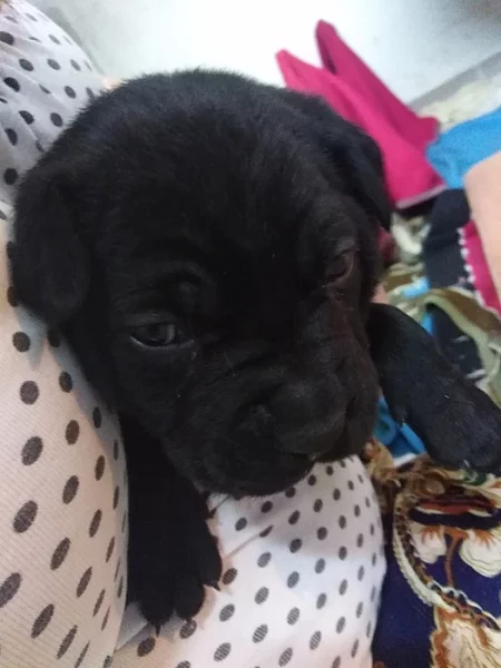 Štěňata Cane Corso