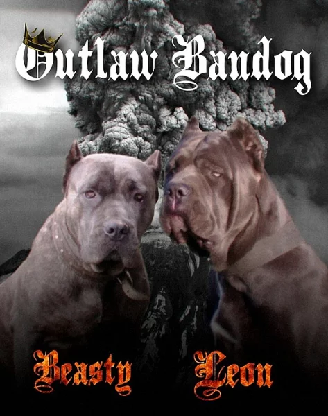 Americký bandog